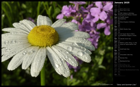 Daisy and Summer Lilac