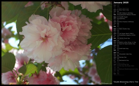 Double Blossoming Cherry Tree I