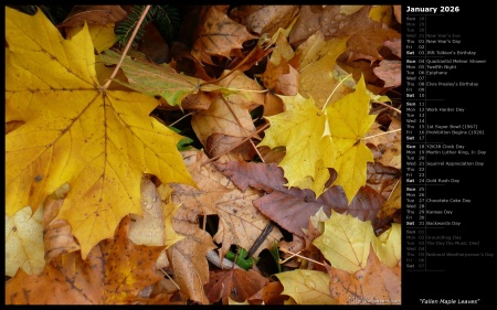 Fallen Maple Leaves