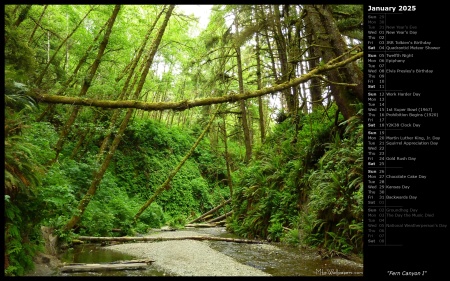 Fern Canyon I