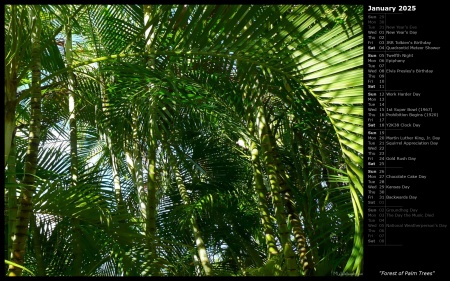 Forest of Palm Trees