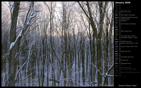 Forest of Snowy Trees