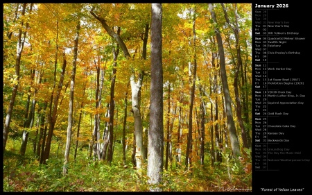 Forest of Yellow Leaves