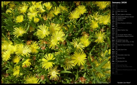 Golden Ice Plant