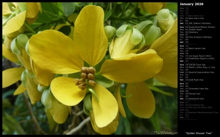 Golden Shower Tree