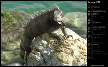 Iguana on the Rocks