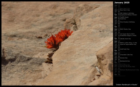 Indian Paintbrush in Rocks