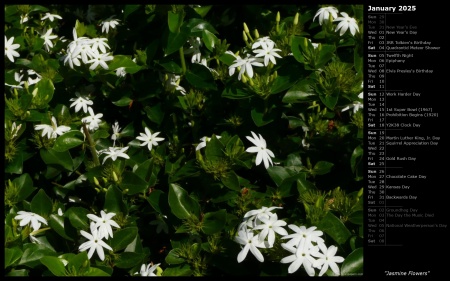 Jasmine Flowers