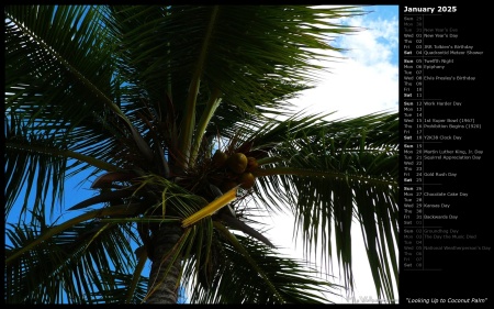 Looking Up to Coconut Palm