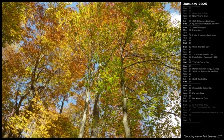 Looking Up to Fall Leaves III