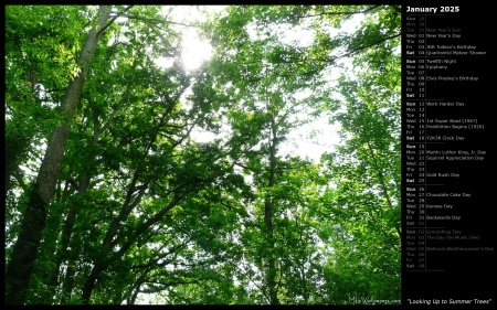 Looking Up to Summer Trees