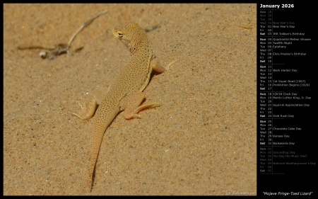 Mojave Fringe-Toed Lizard