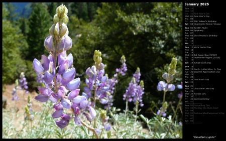 Mountain Lupins