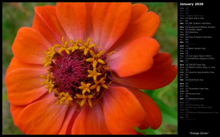 Orange Zinnia