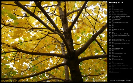 Pair of Yellow Maple Trees