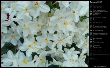 Paperwhite Narcissus