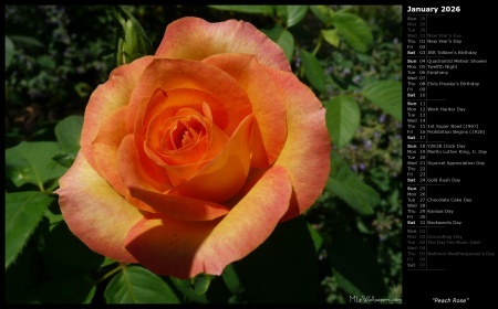 Peach Rose