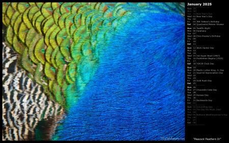 Peacock Feathers IV