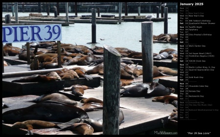 Pier 39 Sea Lions