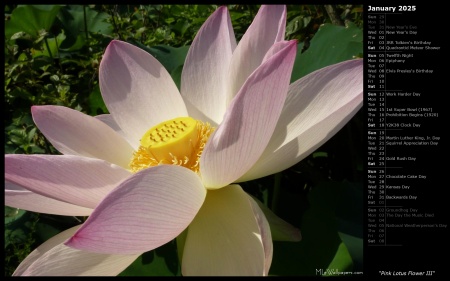 Pink Lotus Flower III