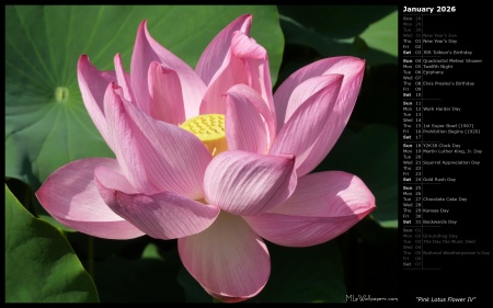 Pink Lotus Flower IV