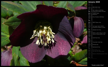 Purple Lenten Rose