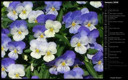 Purple Pansies