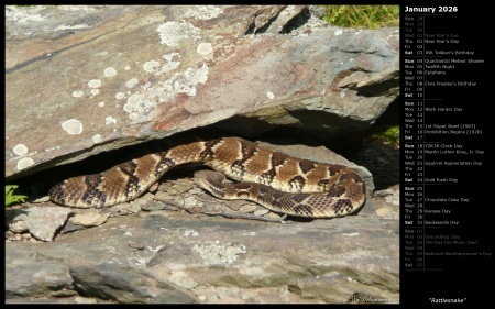 Rattlesnake