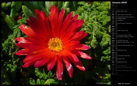 Red Ice Flower