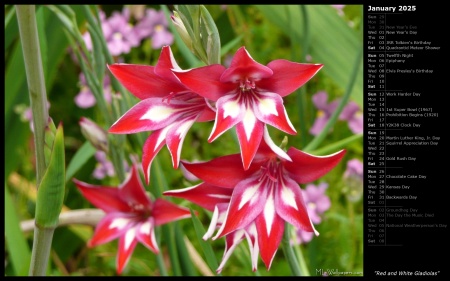 Red and White Gladiolas