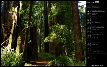 Redwoods and Ferns