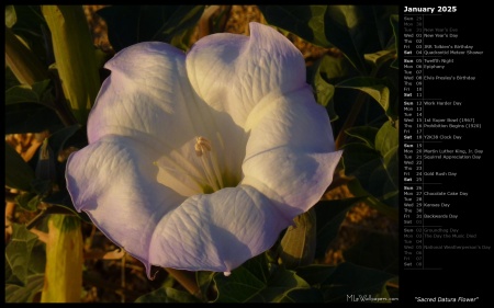 Sacred Datura Flower