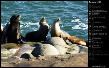 San Diego Sea Lions