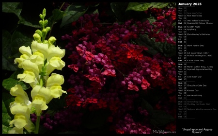 Snapdragon and Pagoda Flowers