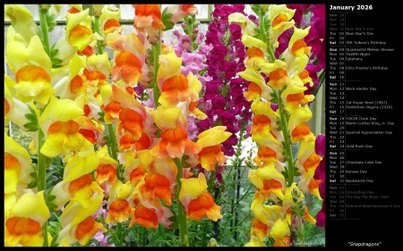 Snapdragons