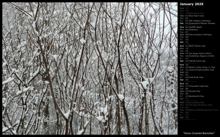 Snow Covered Branches
