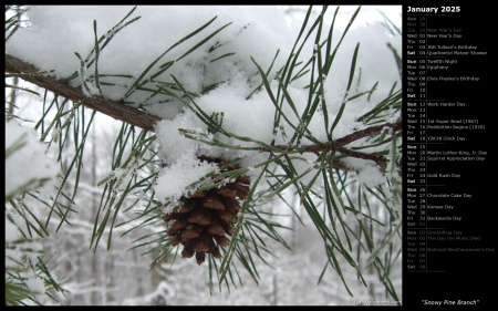 Snowy Pine Branch