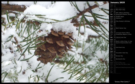 Snowy Pine Cone I