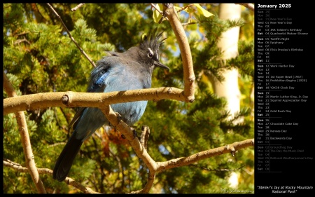 Steller's Jay at Rocky Mountain National Park