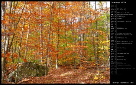 Sunlight Dappled Fall Trail