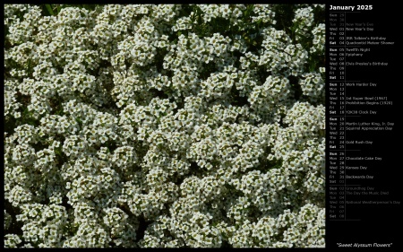 Sweet Alyssum Flowers