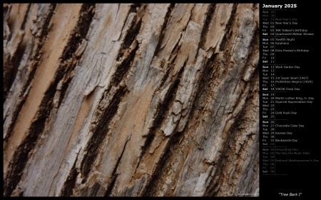 Tree Bark I