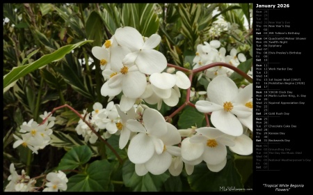 Tropical White Begonia Flowers