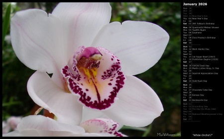 White Orchid I