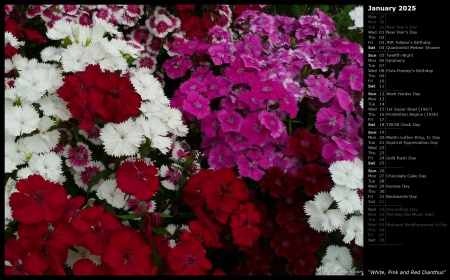 White, Pink and Red Dianthus