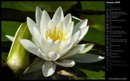 White Waterlily and Bud