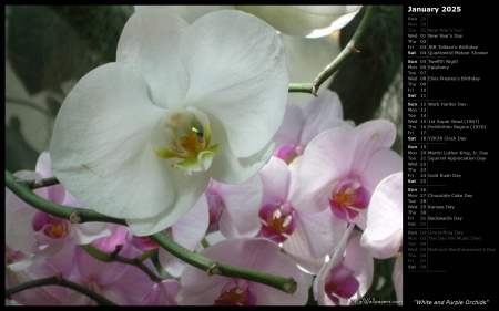 White and Purple Orchids