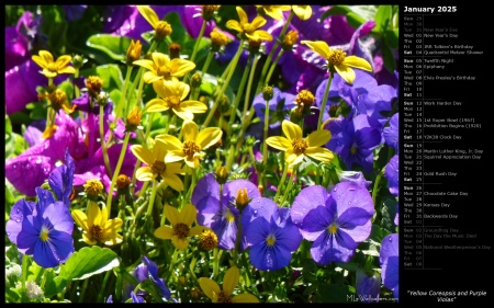 Yellow Coreopsis and Purple Violas