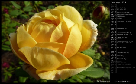 Yellow English Rose