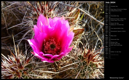 Blossoming Cactus